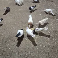 کبوتر|پرنده|چهاردانگه (تهران), |دیوار