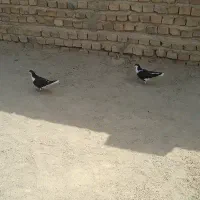 کبوتر ساده