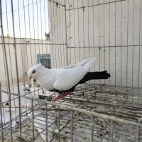 کبوتر رنگی و دورگ، دمبی سرخ و سیاه،هودی کرمونی