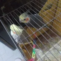 جوجه عروس وعروس مولد