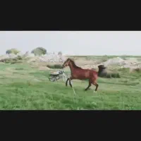 مادیون جوان.اسب-فروش فوری