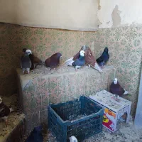 کبوتر پرشی