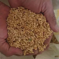 فروش گندم