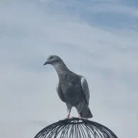 جوجه پلاکی و اصفهانی