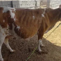 ماده گاو