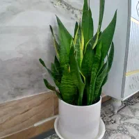 گل سانسوریا