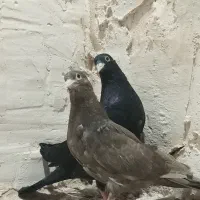 کلاغ نواری .رسمی
