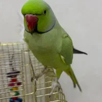 طوطی|پرنده|ساوه, |دیوار