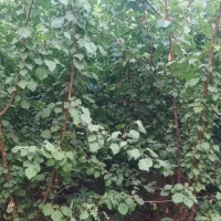 نهال زردآلو عسگر آبادی
