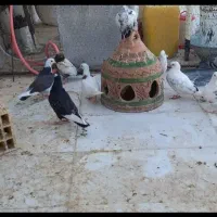 کبوتر خوب