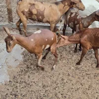 صلاله اصلی جفت 50