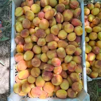 پیوندی عسگر اباد مخصوص خشکبار