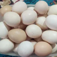 تخم مرغ محلی نطفه دار