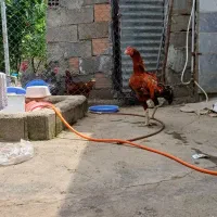 خروس نسل معتبر