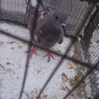 جوجه کفتر