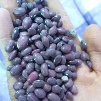 لوبیا قرمز بوجاری شده