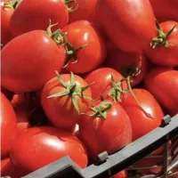 گوجه گوشتی برای رب تحویل درب خانه