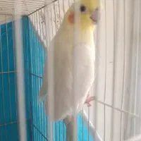 جفت با یک جوجه 4ماهه