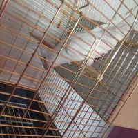 عروس هلندی