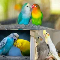 عروس هلندی ، طوطی برزیلی ، مرغ عشق ، قفس لانه دان