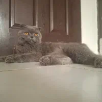 گربه اسکادوش