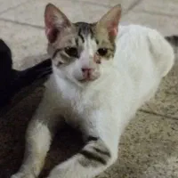 گمشده دو گربه نر شش ماهه ی گمشده