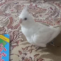 عروس هلندی
