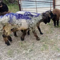 بره چاق چاق