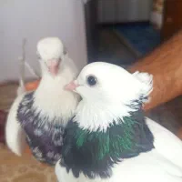 طوقی