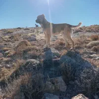 سگ نگهبان درجه یک بضمانت