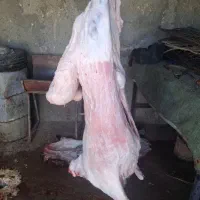 گوشت گوسفندی نر