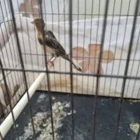 قناری ماده آماده