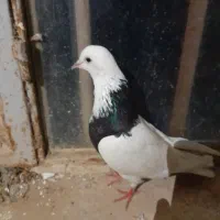 پرنده