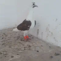 کبوتر پشتی طوقی سینه