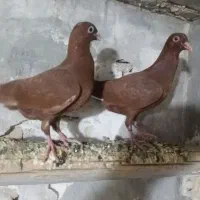 فروش ۳ عدد کبوتر