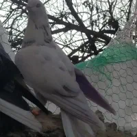 کبوتر ماده