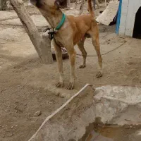 سگ دوسال سالم وسرحال