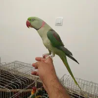 شاه طوطی