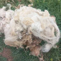 پشم گوسفند