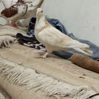کبوتر