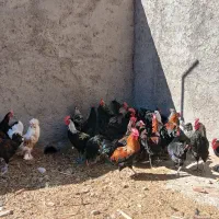 خروس سیاه ۸ ماهه ۵۰ عدد