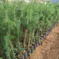نهال کاج