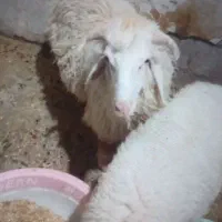 بره نر