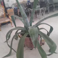 گل خانگی