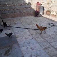 سلام2عدد مرغ و7تاجوجه