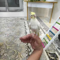 عروس هلندی