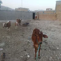 گوساله