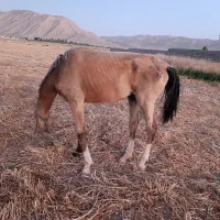 اسب