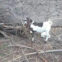 نر بز پاکستانی اصیل