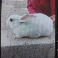 خرگوش